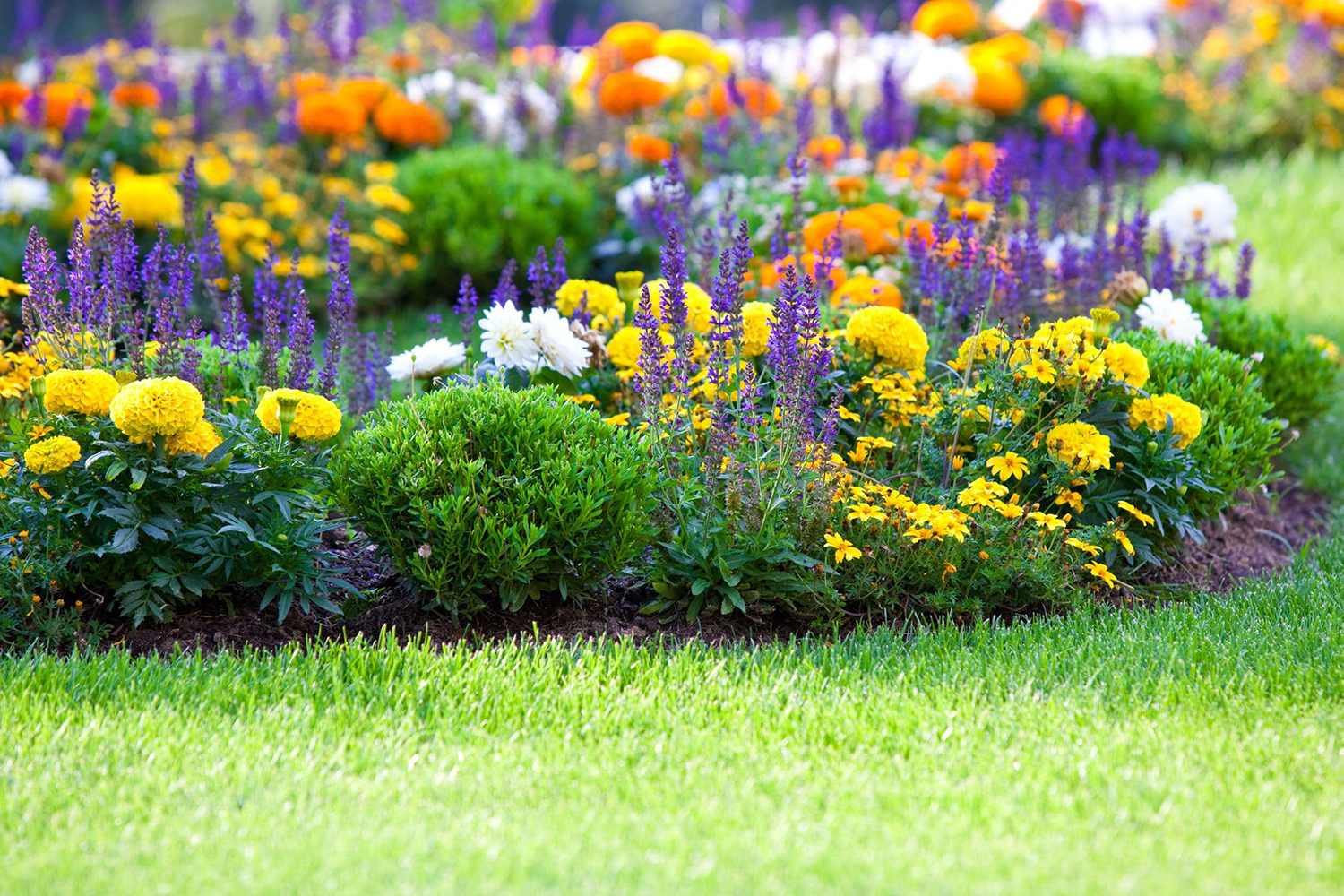 A vibrant garden with blooming flowers, including yellow marigolds, purple salvias, and white daisies, surrounded by lush green bushes. The garden bed is bordered by a well-manicured lawn, showcasing a colorful and serene natural scene perfect for relaxation or a visit from Pool Builders Brisbane.