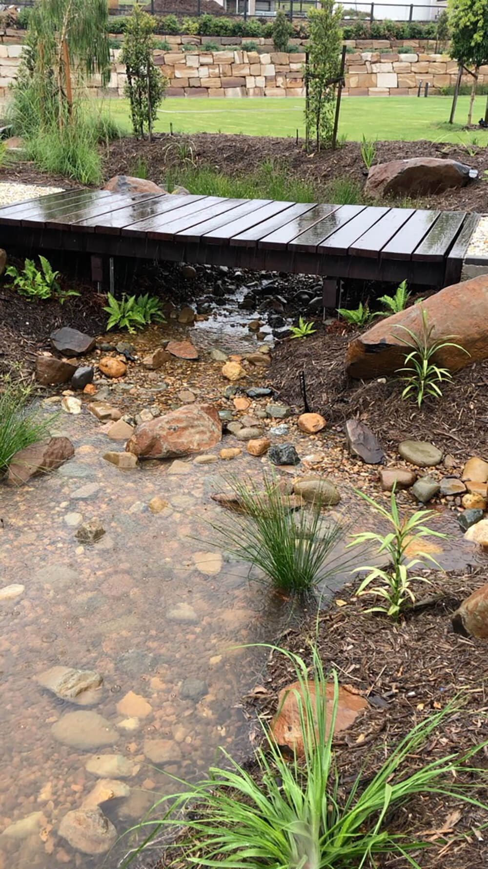 A serene garden with a small wooden bridge crossing over a rocky stream. The stream is lined with various green plants and surrounded by mulch, rocks, and small shrubs. In the background, there's a well-manicured lawn and neatly trimmed bushes, designed by expert pool builders in Brisbane.