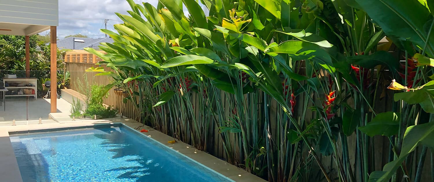 A backyard swimming pool surrounded by palm trees under a bright, clear sky, crafted to perfection by Pool Builders Brisbane. The poolside area is lined with green tropical plants and tall foliage, providing a private and serene environment. A shaded patio with seating is visible in the background.