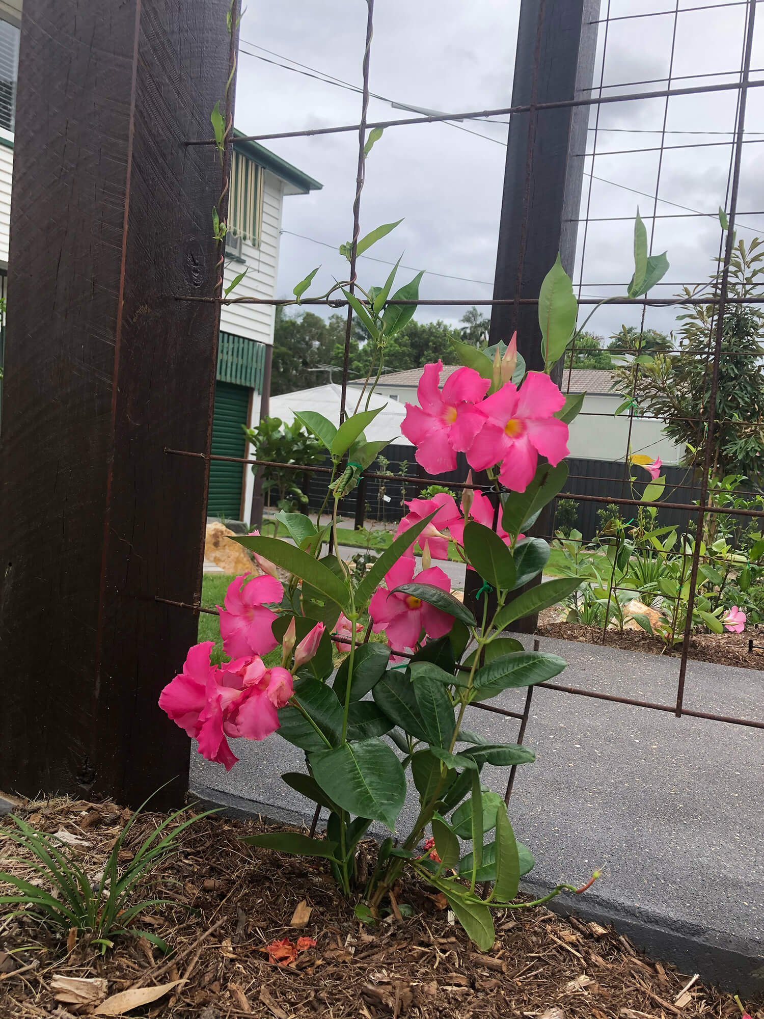 A vibrant pink flowering plant climbs up a wooden and wire trellis in a garden. The background features a paved pathway, green lawn, and residential buildings with white walls and green roofs. Perhaps inspired by Pool Builders Brisbane, the scene exudes serene elegance despite the overcast sky.